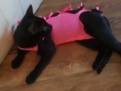 -伟伟宠物医院·CT影像中心·瑞派犬猫综合性门诊(汉口总院)