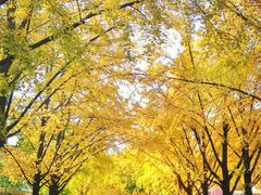 -三里屯东五街银杏大道