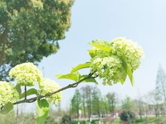 -羊山湖公园