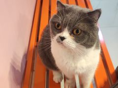 -我爱猫咪·猫咖·狗咖·安哥拉兔·羊驼咖(小寨华旗店)