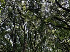 -苏州上方山国家森林公园
