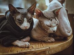 -猫小院猫主题咖啡厅(北锣店)