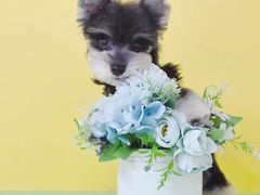 -翊宠yipet猫狗购宠庄园犬舍•猫舍