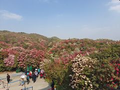 -贵州百里杜鹃风景名胜区
