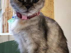 -猫色咖啡·猫咖