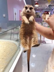-Moni星球萌宠·小马宝莉·灵蛇·高端高阶全萌宠互动体验俱乐部(红豆国际广场店)