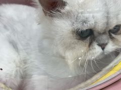 -安安宠医宠物医院·异宠·犬猫内科(岳阳分院)