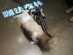 -咖法森林·咖啡  酒吧(天河店)