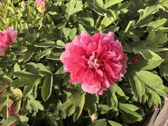 -洛阳市隋唐城遗址植物园