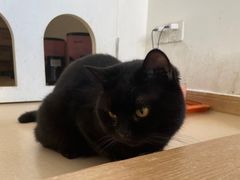 -猫在这儿猫咪咖啡馆·撸猫馆