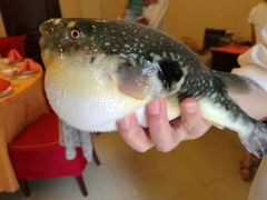 -长顺河豚馆(江洲东路)