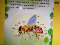 -上海昆虫博物馆