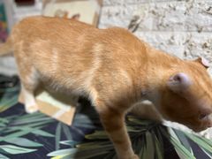 -平行世界·猫咖(首经贸店)
