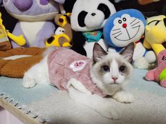 -喵zoo家庭繁育猫舍(尖东智能花园店)