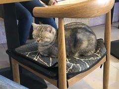 -平行世界·猫咖(首经贸店)