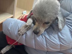 -北京观赏动物医院·24小时大型综合·猫专科·异宠专科