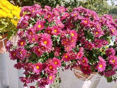 -大兴滨河森林公园