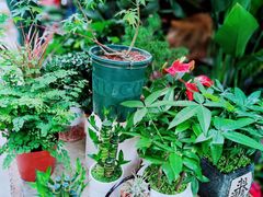 -循礼门鲜花花市(武汉循礼门店)