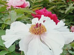 -廊坊市自然公园