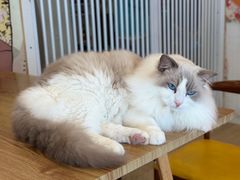 -Let's go狗咖·猫咖·奶狗·桌游(春熙路IFS店)
