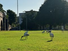 -悉尼海港大桥
