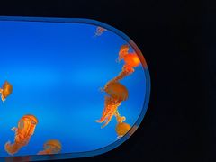 -合肥海洋世界
