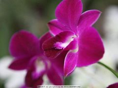 -蜀张一派斑鱼大虾(宁河旗舰店)