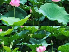 -荔湾湖公园