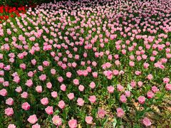 -上海鲜花港