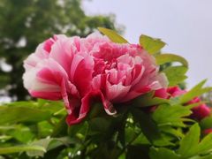-莲花池公园