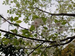 -武汉大学-樱园