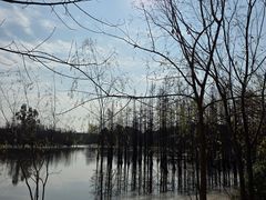 -白鹭湾湿地公园