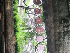 -西双版纳原始森林公园