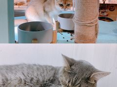-猫小院猫主题餐厅(三里屯店)