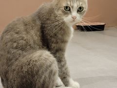 -猫儿山۰猫主题餐厅