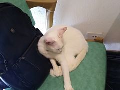 -猫色咖啡·猫咖