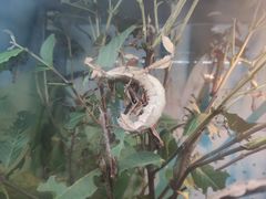 -上海大自然野生昆虫馆