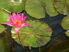 -国家植物园南园