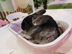 -Moni星球萌宠·小马宝莉·灵蛇·高端高阶全萌宠互动体验俱乐部(红豆国际广场店)