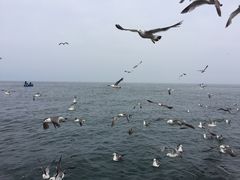 -长岛万鸟岛