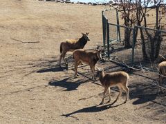 -北京麋鹿生态实验中心