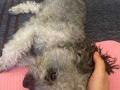 -瑞鹏宠物医院·超声·骨科·奇麟分院(蜀都万达店)