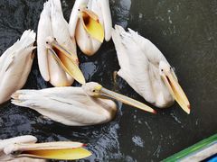 -广州长隆飞鸟乐园