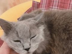 -momokira米努特·德文卷毛猫·棉花面纱犬