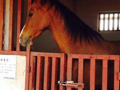 -杭州湾海上花田景区