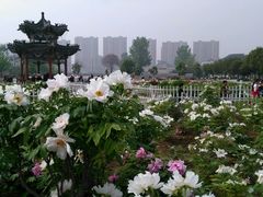 -曹州牡丹园