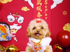 -超宠爱宠物摄影-Super pet