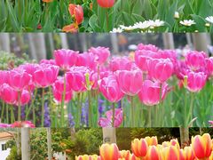 -深圳市中科院仙湖植物园