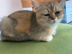 -猫咪咖啡·猫咖(万达广场店)