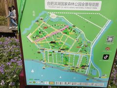 -合肥滨湖国家森林公园